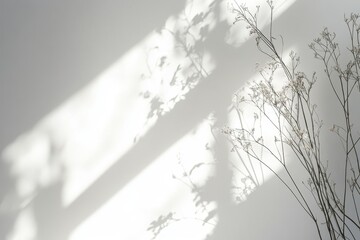 Dried flowers casting shadows on a white wall in sunlight.