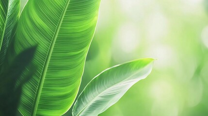 bright green leaf shot with soft light filtering through, highlighting its texture and veins. The blurred background creates a peaceful ambiance with room for text. 