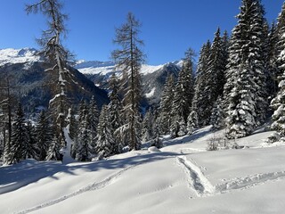 Wonderful winter hiking trails and traces in the fresh alpine snow cover of the Swiss Alps and over the tourist resort of Davos - Canton of Grisons, Switzerland (Kanton Graubünden, Schweiz)