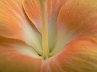 Close-up abstract of a yellow orange and white hibiscus flower on a tropical plant in a garden © Tammy Walker