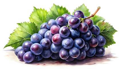 Fototapeta premium Stunning Watercolor Painting of Delicious Black Grapes Bunch on Isolated White Background - Perfect for Culinary Art, Home Decor, and Food Illustrations
