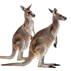 Fototapeta premium Kangaroo with baby on white background