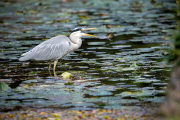 A grey heron (Ardea cinerea) searching for food in a pond, Japan.