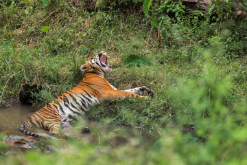 Sleepy Yawning Tiger From South Indian Forest