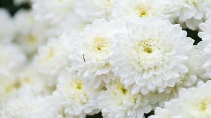 Autumn Garden Delights: A Bee Engaged in Nectar Collection from White Chrysanthemum Flowers