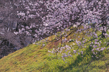 満開の桜と緑の丘が広がる春の風景