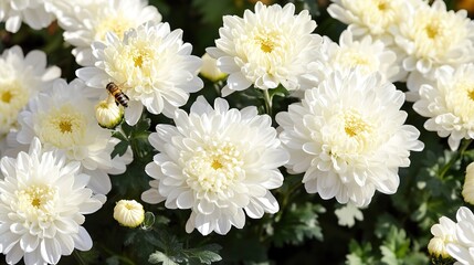 Fototapeta premium Autumn Garden Delights: A Bee Engaged in Nectar Collection from White Chrysanthemum Flowers