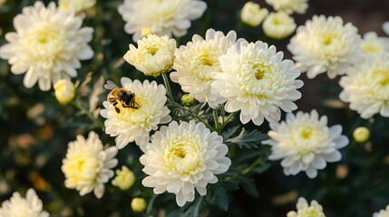 Fototapeta premium Autumn Garden Delights: A Bee Engaged in Nectar Collection from White Chrysanthemum Flowers