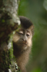 portrait of a small macaque