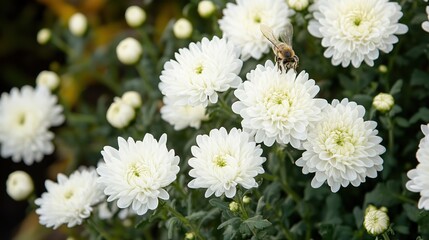 Autumn Garden Delights: A Bee Engaged in Nectar Collection from White Chrysanthemum Flowers
