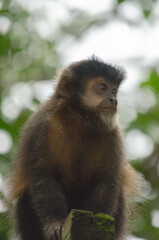 portrait of a long macaque