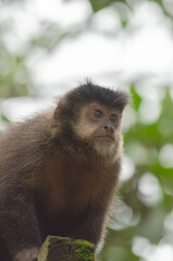 japanese macaque sitting on a tree