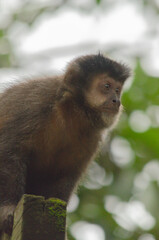 japanese macaque sitting on a tree