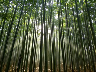Fototapeta premium bamboo forest in the morning