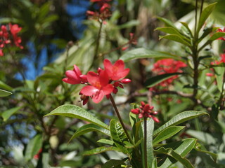 red flower in the garden