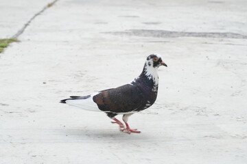 Black and white dove walking in the afternoon