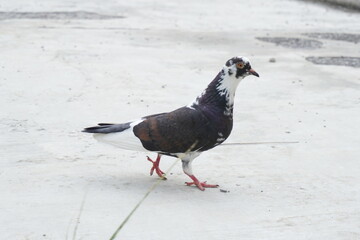 Black and white dove walking in the afternoon
