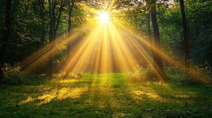 Obraz premium Sunbeams illuminating a lush green forest clearing at sunrise.