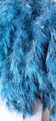 Obraz premium blue background feather