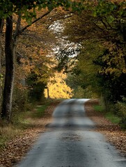 Obraz premium Autumn Pathway Through Forest with Golden Foliage and Crisp LeafLined Trails : Generative AI