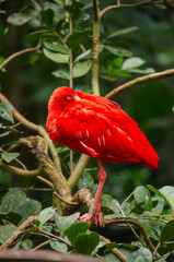 Close up of a red bird