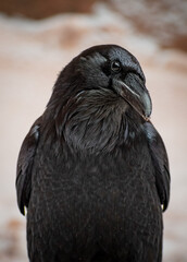 Raven up close