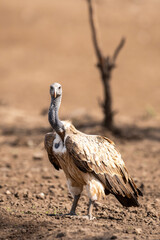 Indian vulture or long billed vulture or Gyps indicus close up or portrait during winter season migration at Ranthambore National Park forest Tiger Reserve Rajasthan india