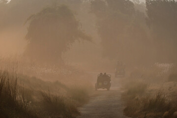 misty morning in Bandhavgarh tiger reserve
