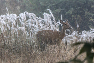 Spotted deer in the woods