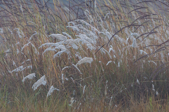 reeds in the wind - Powered by Adobe