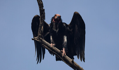 Red headed vulture