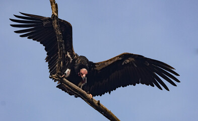 Red headed vulture
