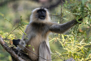 Langur monkeys