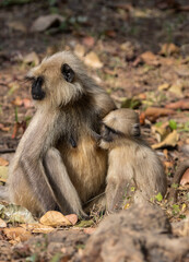 Langur monkeys