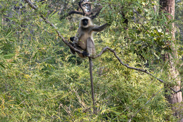 Langur monkeys