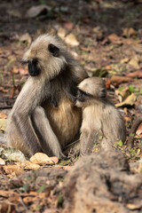 Langur monkeys