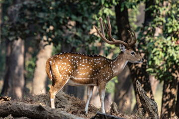 Spotted deer in the woods