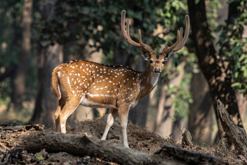 Spotted deer in the woods