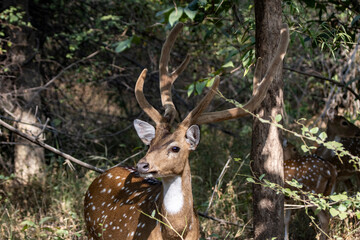 Spotted deer in the woods