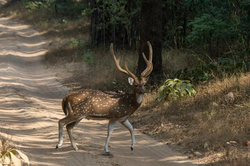 Spotted deer in the woods