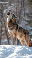 Naklejka premium Majestic Wolf Howling in Snowy Forest Landscape under Soft Light