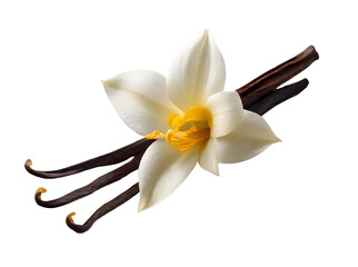 Vanilla and vanilla flower isolated on transparent background