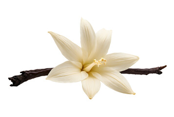 Vanilla and vanilla flower isolated on transparent background
