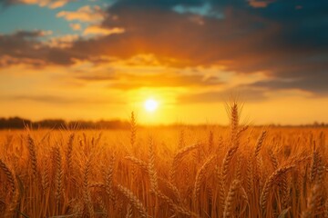 Obraz premium Golden wheat field at sunset; vibrant colors. Illustrates abundance, harvest, and rural life; ideal for agriculture or food themes.