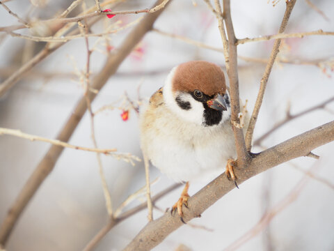 木に止まる鳥」の写真素材 | 28,626件の無料イラスト画像 木に止まる鳥」の写真素材 | 28,626件の無料イラスト画像