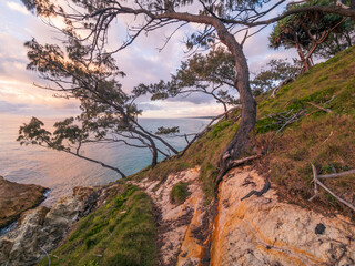 Coastal Morning with Trees on Headland