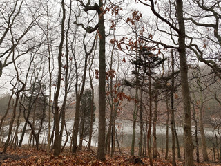 Winter trees in the fog