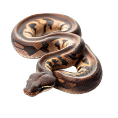 Obraz premium Angled view full body shot of an extremely perfect looking single IMG Boa Constrictor animal isolated on a white transparent background
