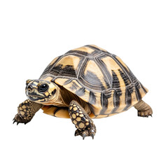 Obraz premium Angled view full body shot of an extremely perfect looking single Indian Star Tortoise animal isolated on a white transparent background