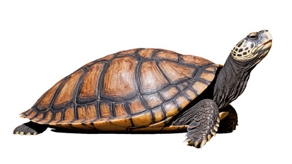 Obraz premium A close-up view of a turtle showcasing its patterned shell, wrinkled skin, and gentle expression, all against a transparent background.